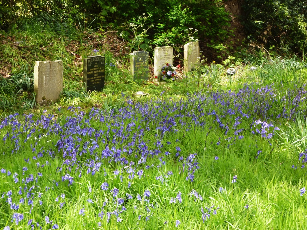 Bluebells in the Churchyard