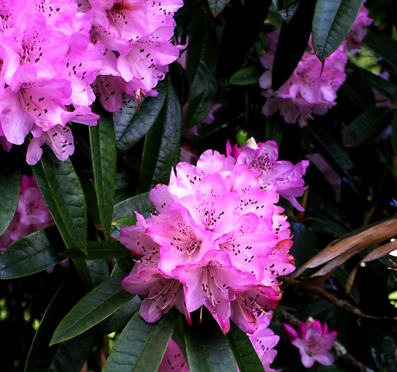 Growing wild all through the gardens.