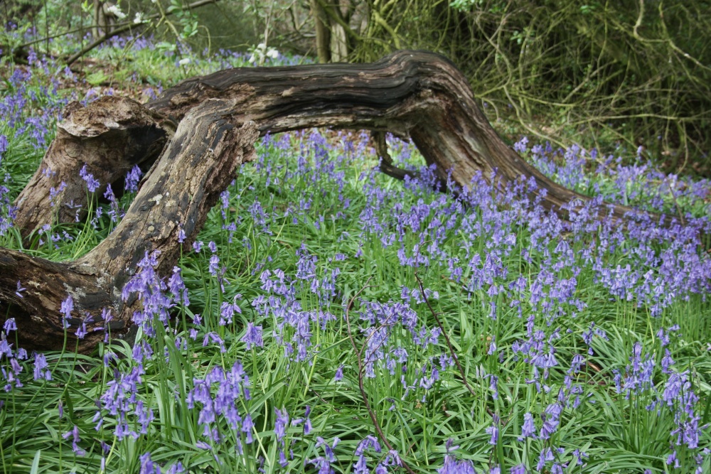 Photograph of A tour of the Bluebell woods