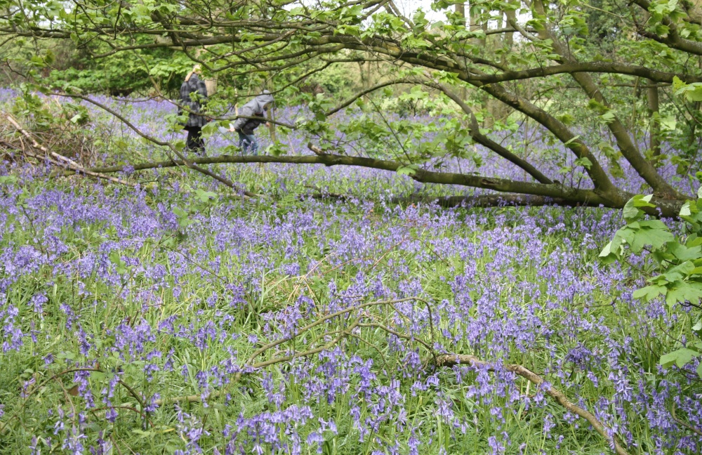 Photograph of A tour of the Bluebell woods