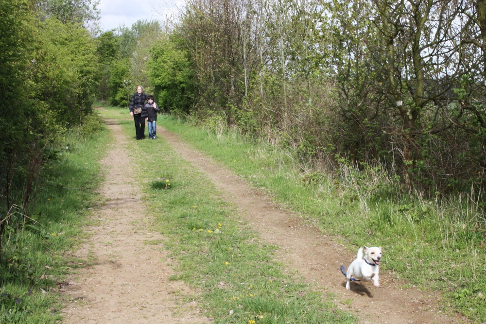Photograph of No Bluebells, I am free to run
