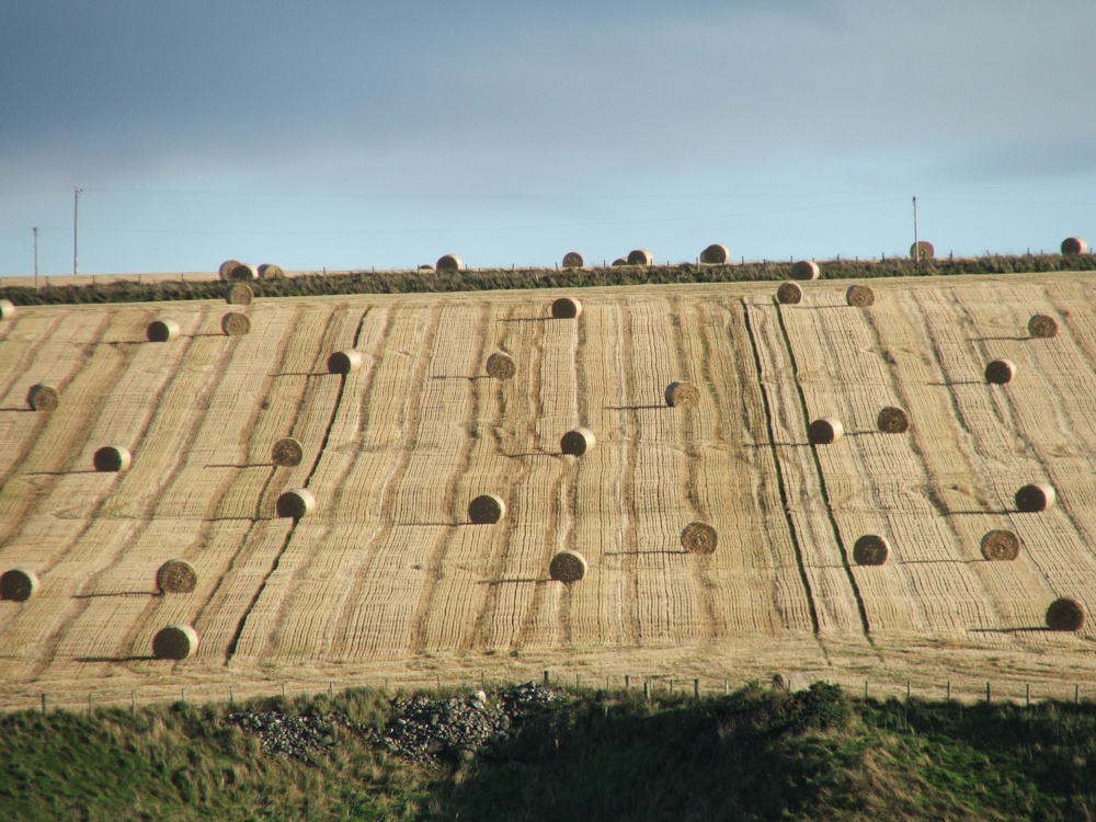 Photograph of Hay