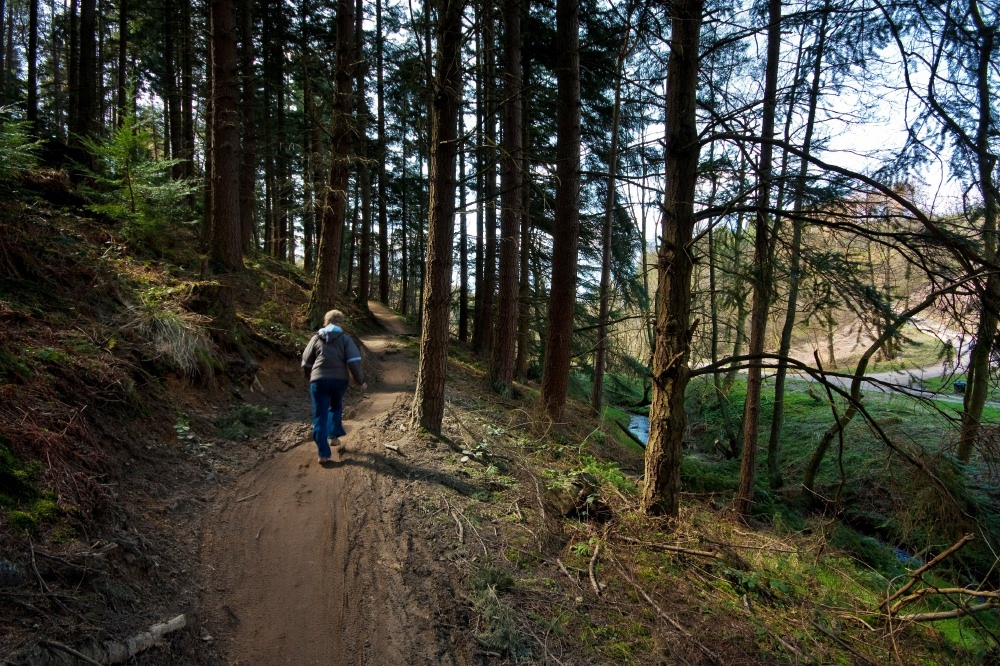 Photograph of Dalby Forest 2