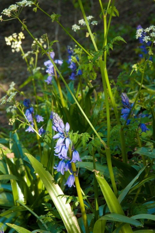Dene Wood Bluebells