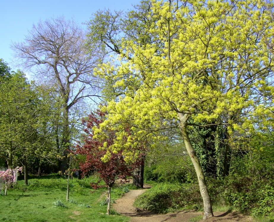Photograph of Clissold Park