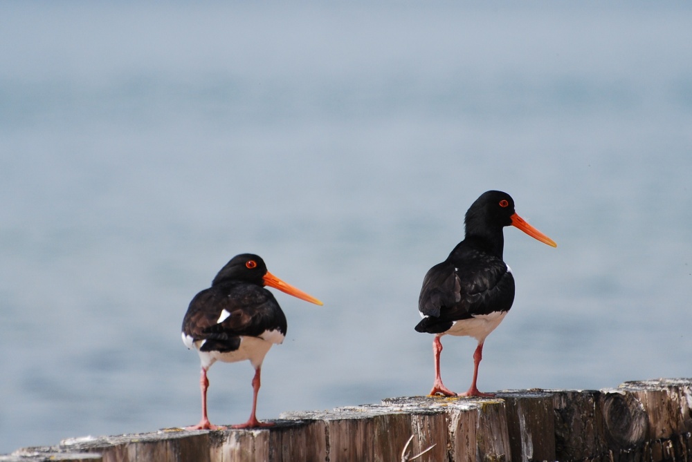 Oystercatchers