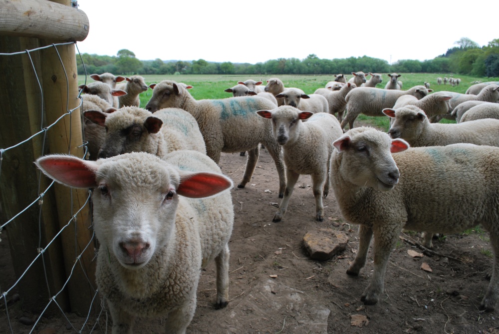 Photograph of Nosey Lambs