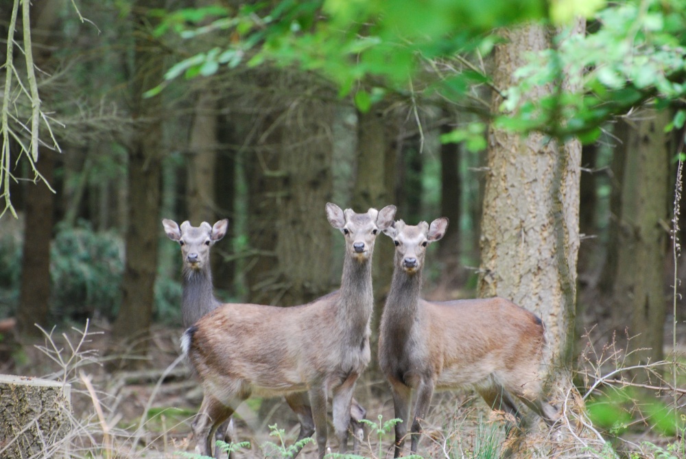 Photograph of Sika Deer