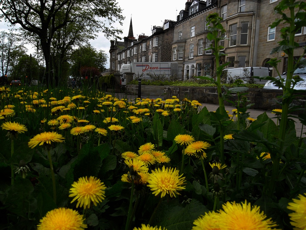 Floral display, Harrogate