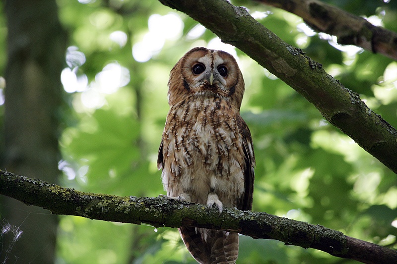 The Hawk Conservancy, Weyhill, Hampshire
