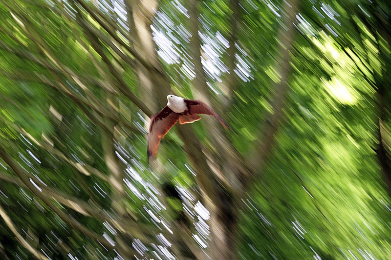 The Hawk Conservancy, Weyhill, Hampshire