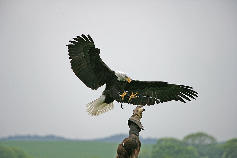 The Hawk Conservancy, Weyhill, Hampshire