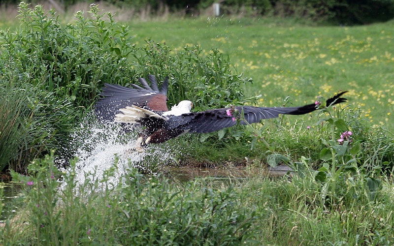 The Hawk Conservancy, Weyhill, Hampshire