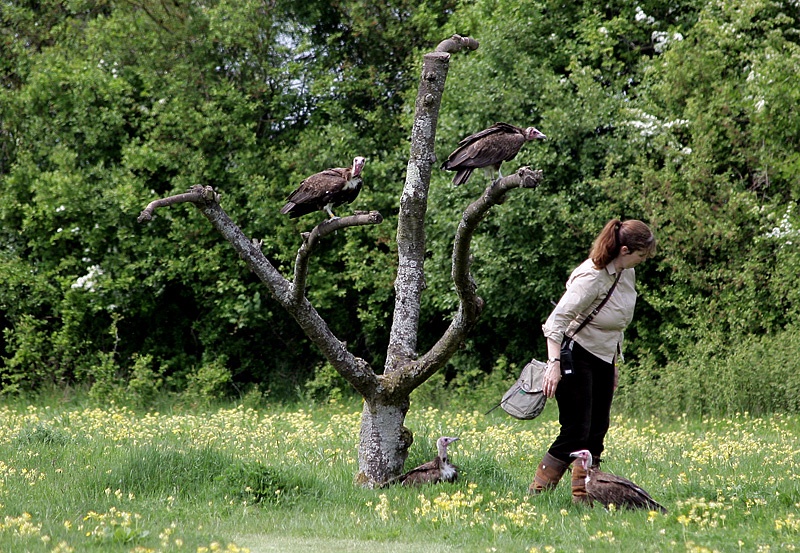 The Hawk Conservancy, Weyhill, Hampshire