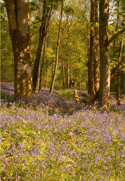 Bluebells