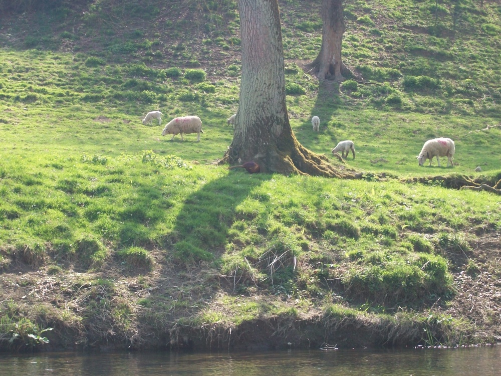 Photograph of Pheasant and sheep