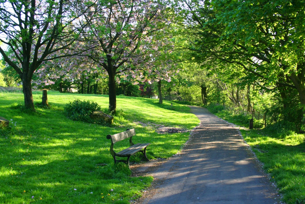 John Smith's Park blossom