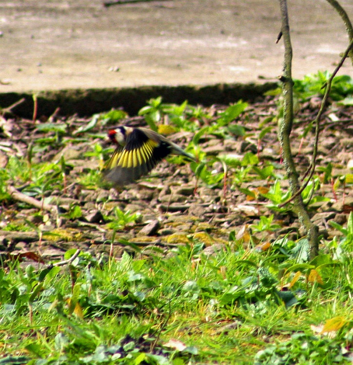 Goldfinch