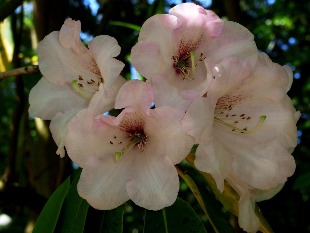 Rhododendron