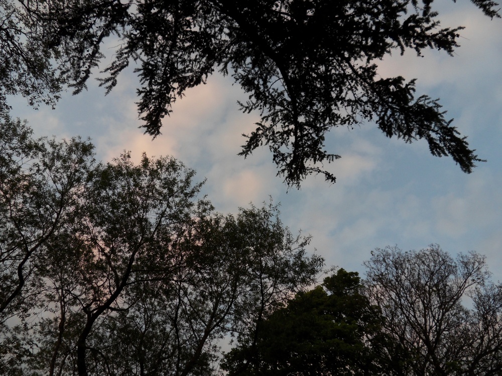 Relaxing under the trees