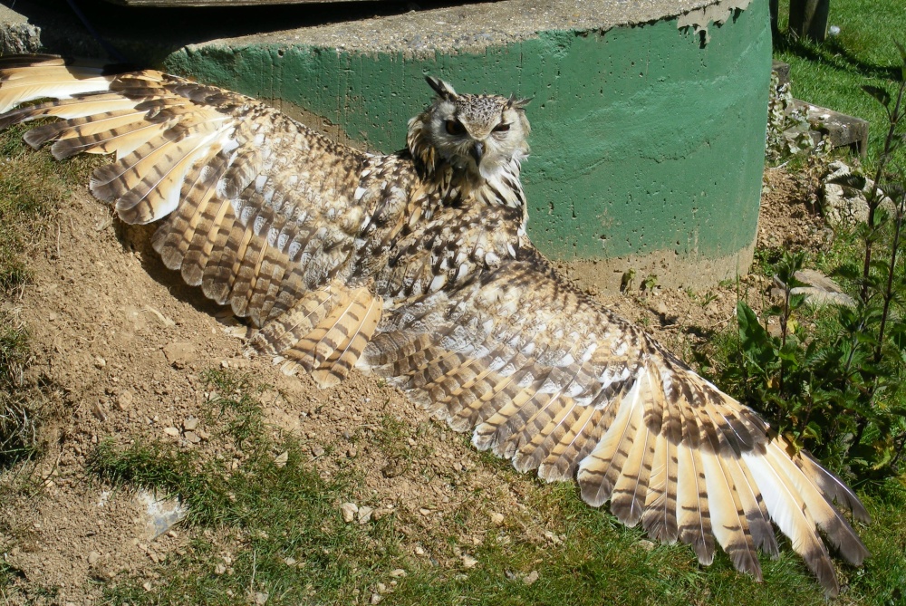 OOOPS! Overshot the runway again folks