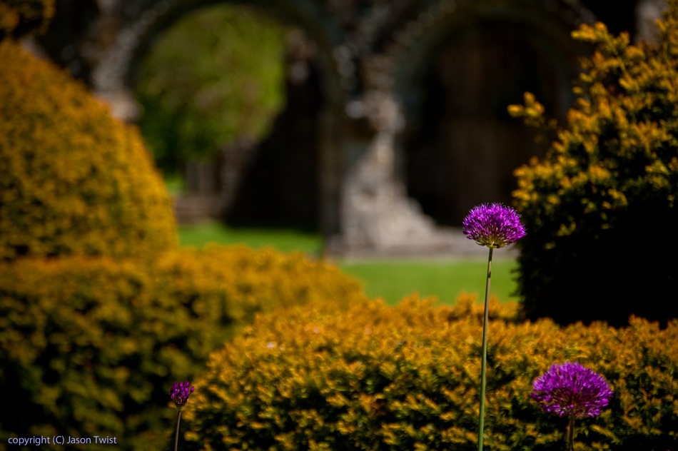 Wenlock Priory gardens