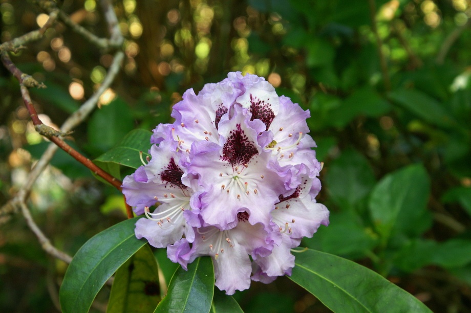 Flower in the shrub garden.