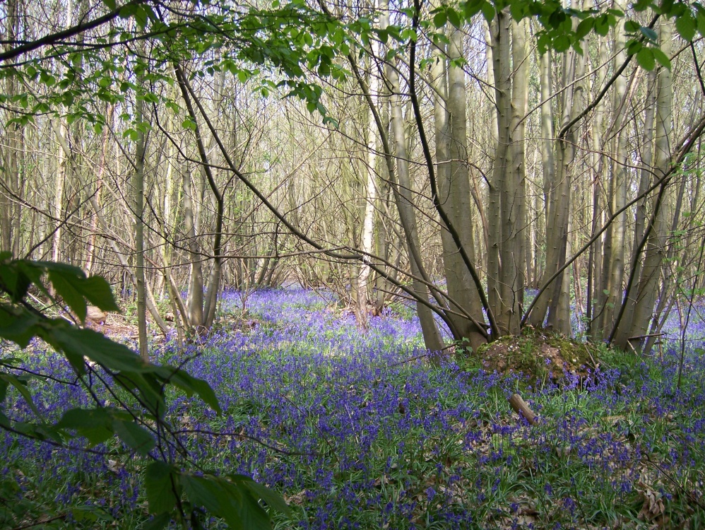 Norsey Woods