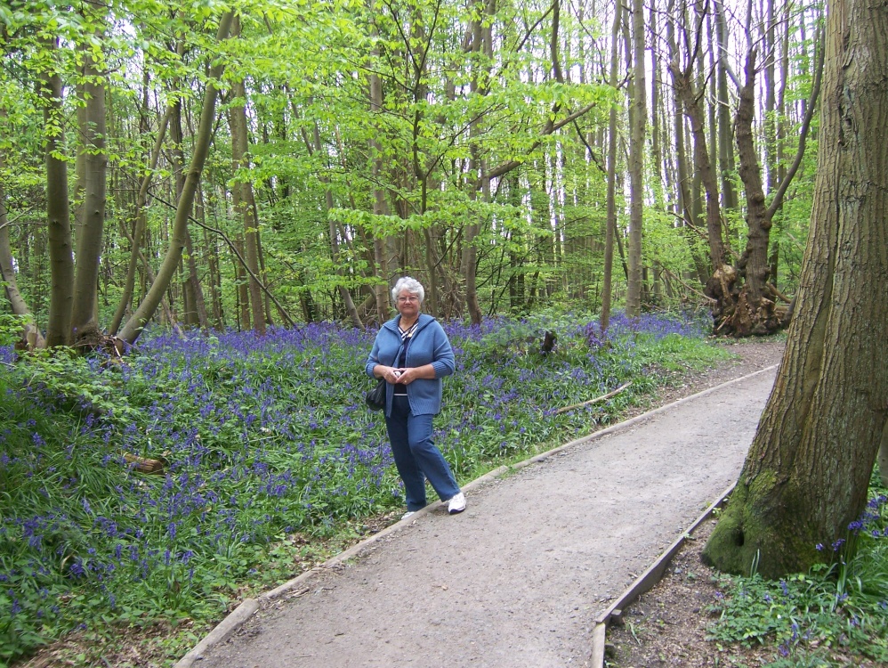 Photograph of Bluebells galore !!  ...
