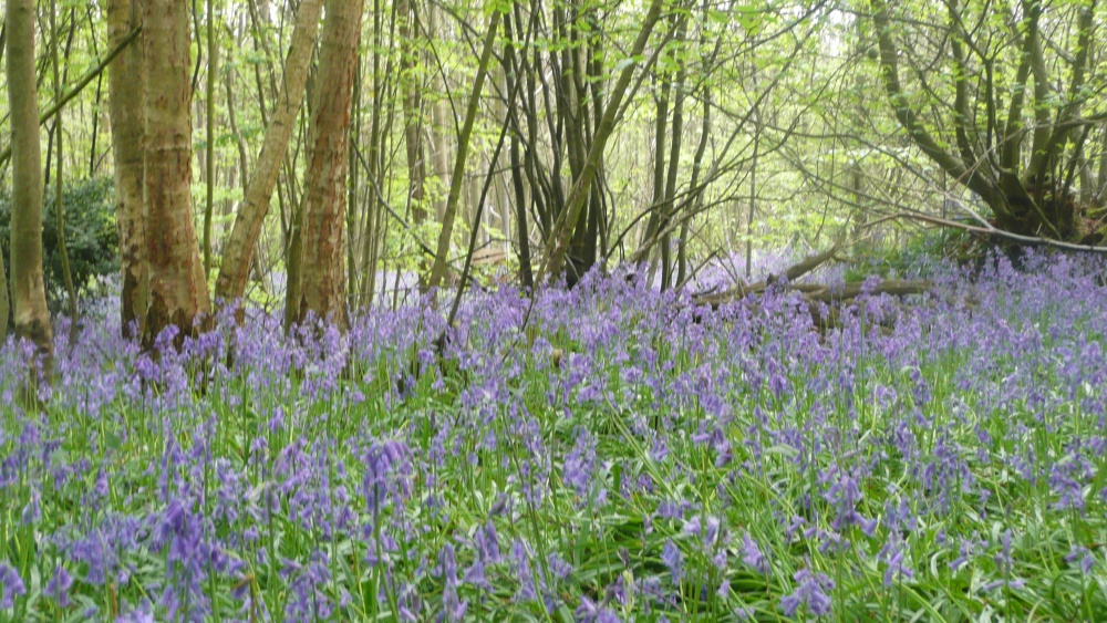 Photograph of Bluebells, bluebells,  bluebells.......