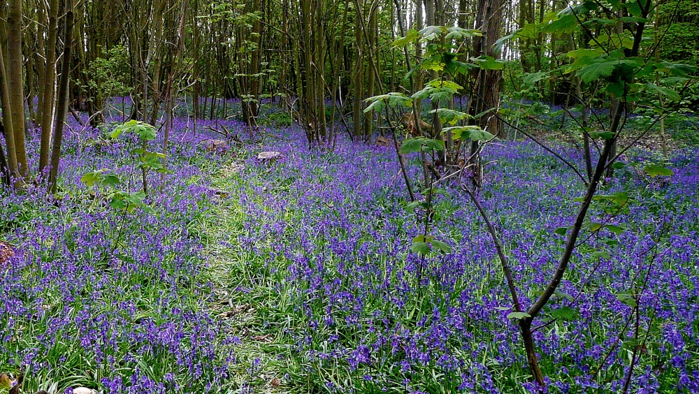 Photograph of The fragrance is delightful