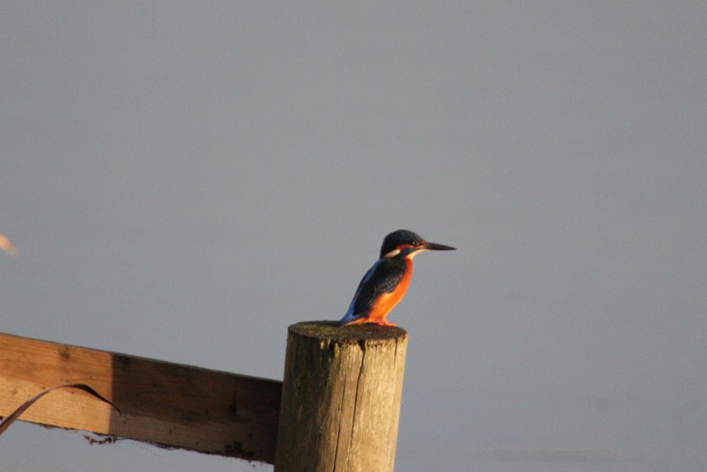 Kingfisher