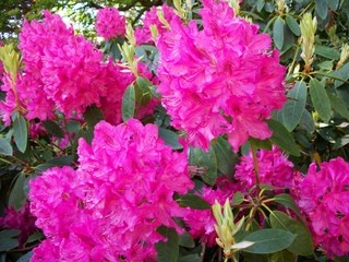 Bonython Gardens, near Helston photo by Gill Deadman