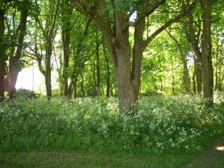 Bonython Garden, near Helston, Cornwall