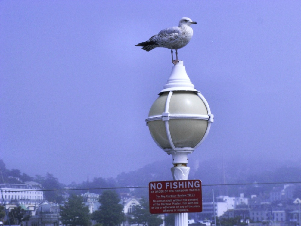 A misty day in Torquay