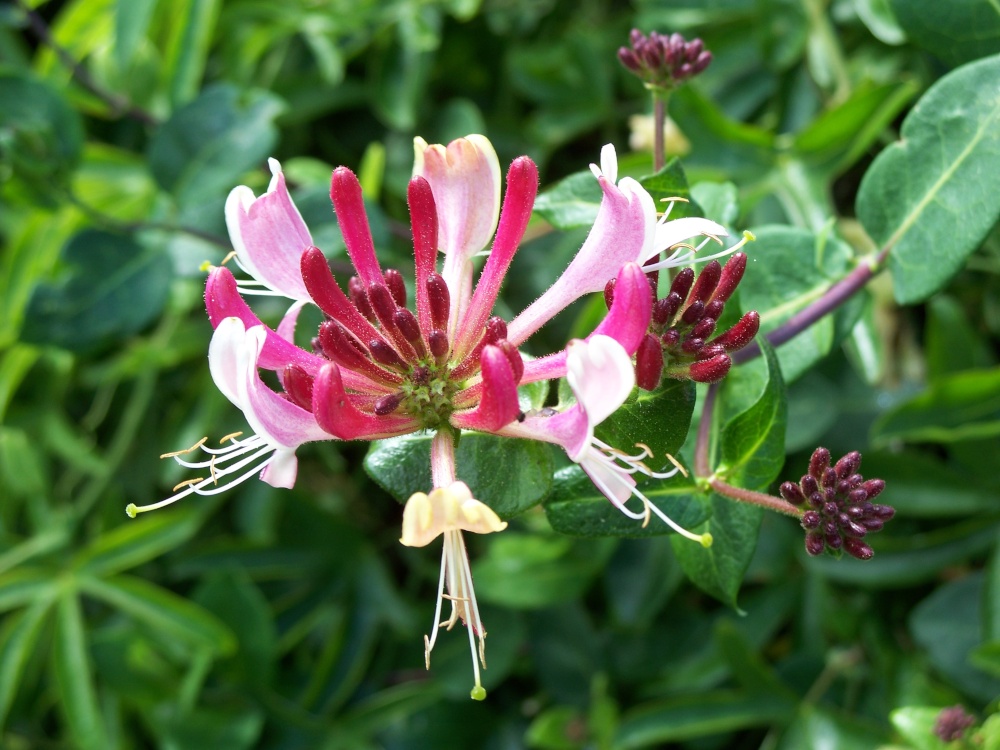 Blooming Honeysuckle