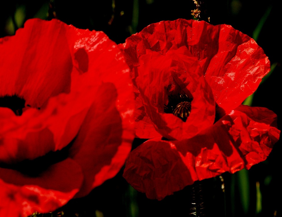 Poppies in a field at Leckhampstead, Bucks