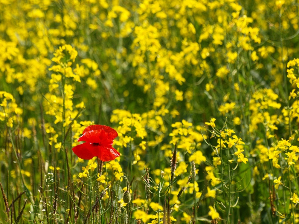 Poppy amongst Oilseed Rape at Leckhampstead, Bucks