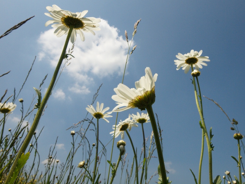 Ox-Eye Daisies at Leckhampstead, Bucks