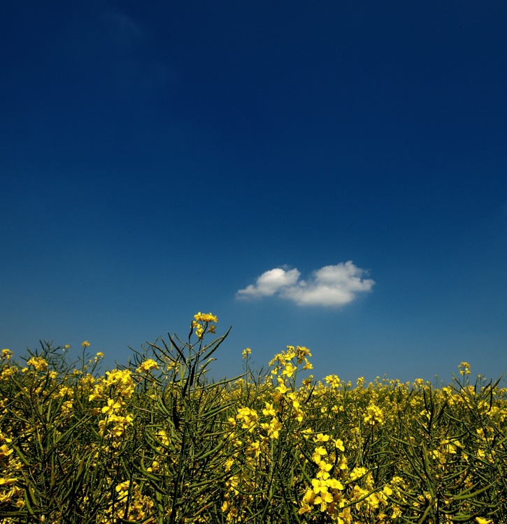 Summer sky at Leckhampstead, Bucks
