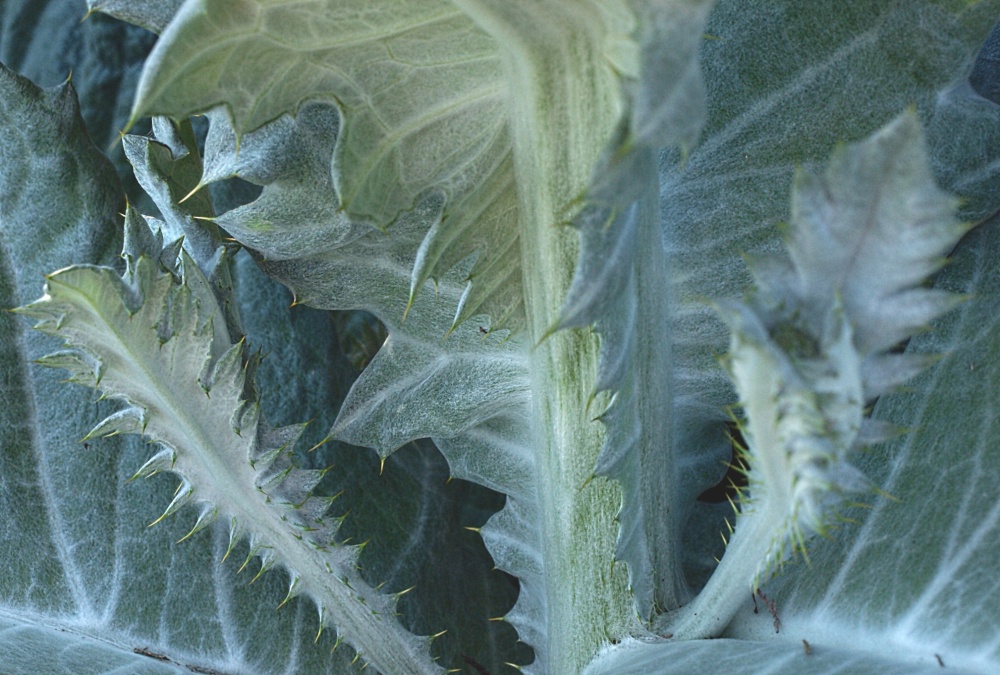 Huge wild Scottish Thistle at Radclive, Bucks