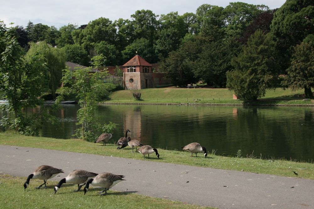 Canada Geese on the Riverbank at Reading