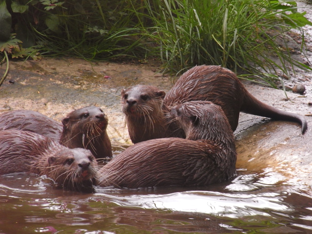 Otters photo by Traci Greenwood