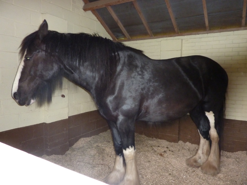 Shire Horse photo by Barbara Whiteman