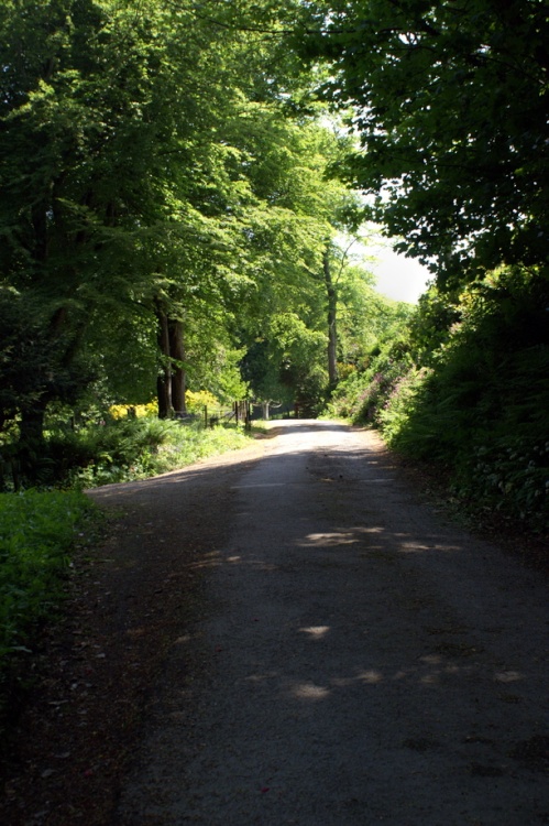 A shady lane.