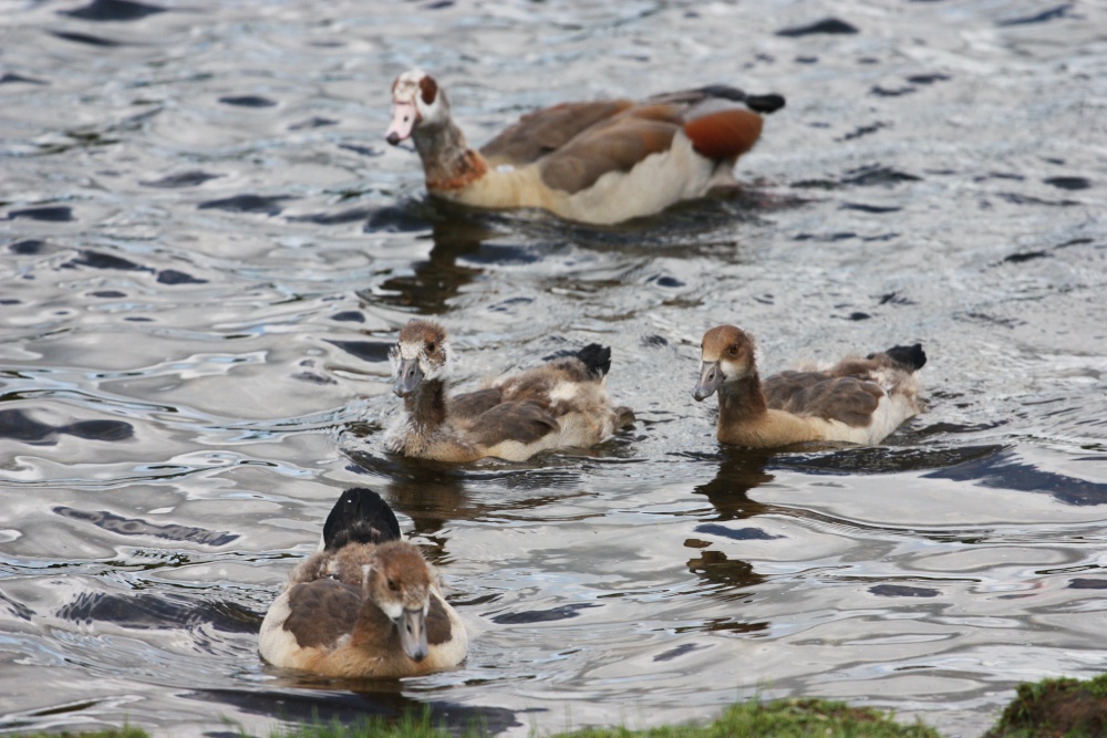 At Whitlingham Country Park