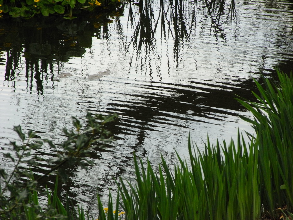 Photograph of Reflections