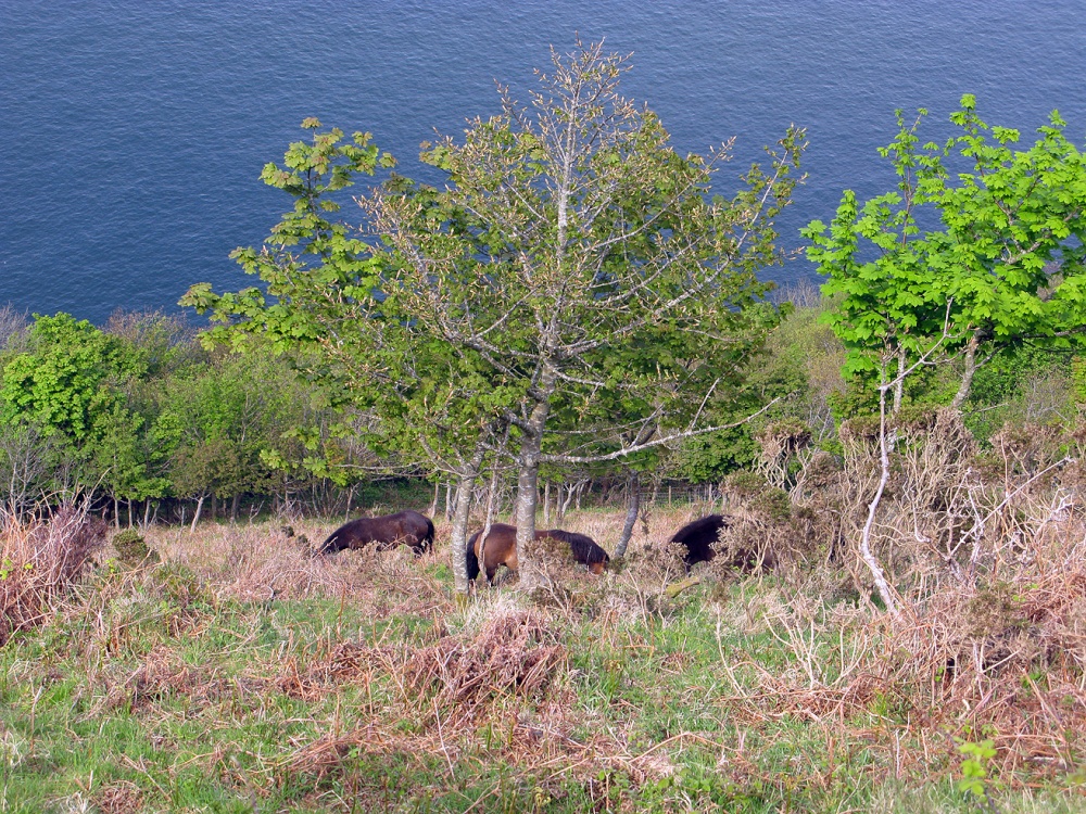 Coast path between Lynton and Valley of Rocks