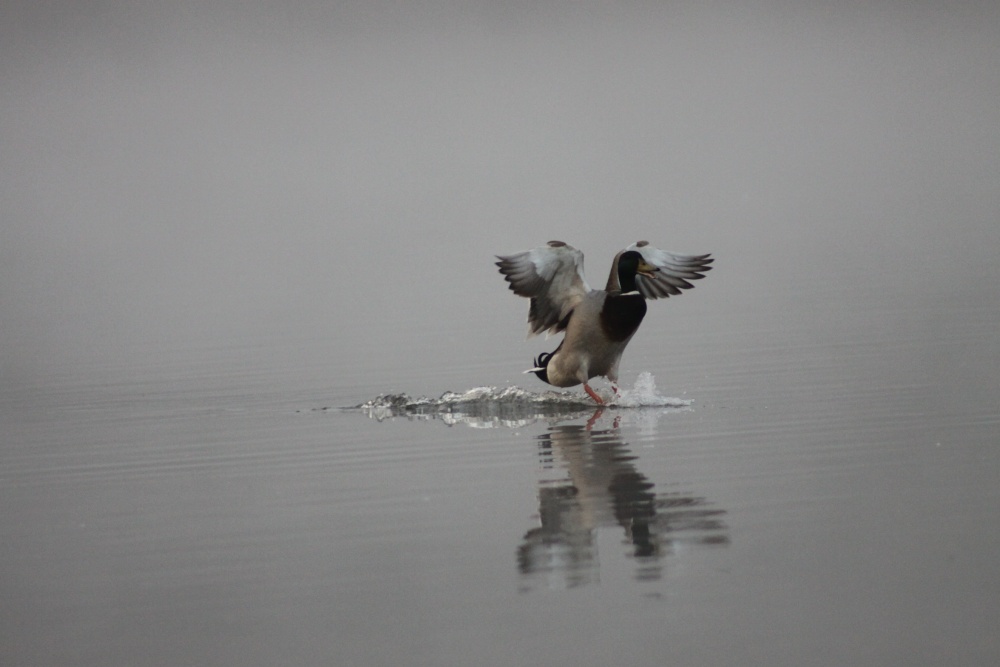 Photograph of Touchdown
