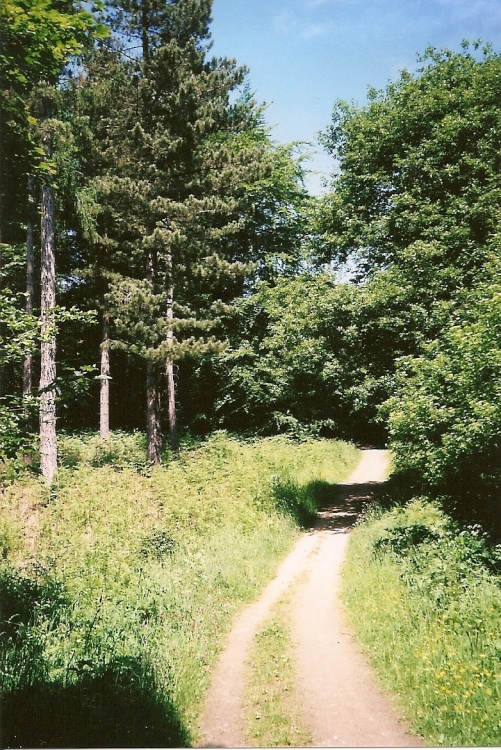 Track. East Chopwell Woods